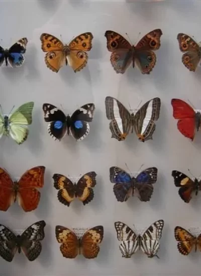 muzeum-motyli-we-wladyslawowie